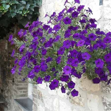 عطلات غيليشوف منتزه العطل